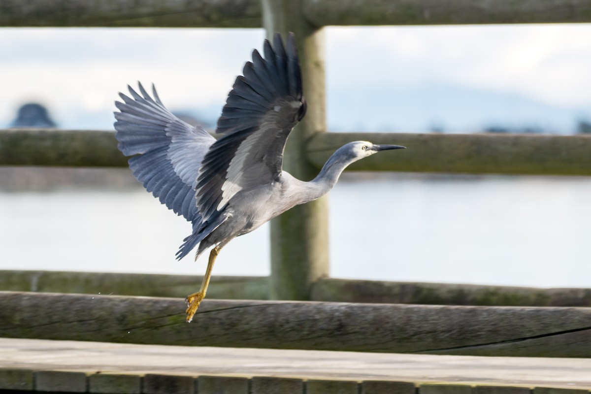 White-faced Heron - ML637811137