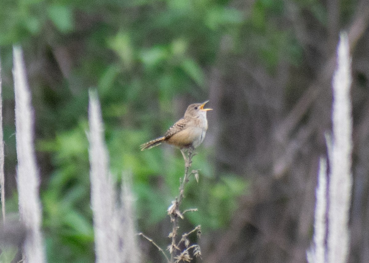 Grass Wren (Northern) - ML637811138