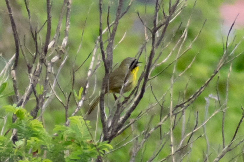 Hooded Yellowthroat - ML637811140