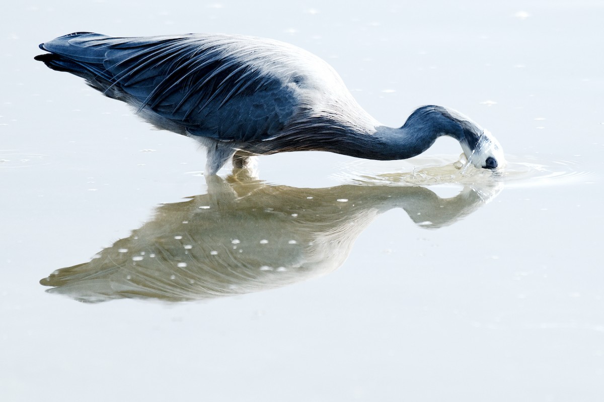 White-faced Heron - ML637811145