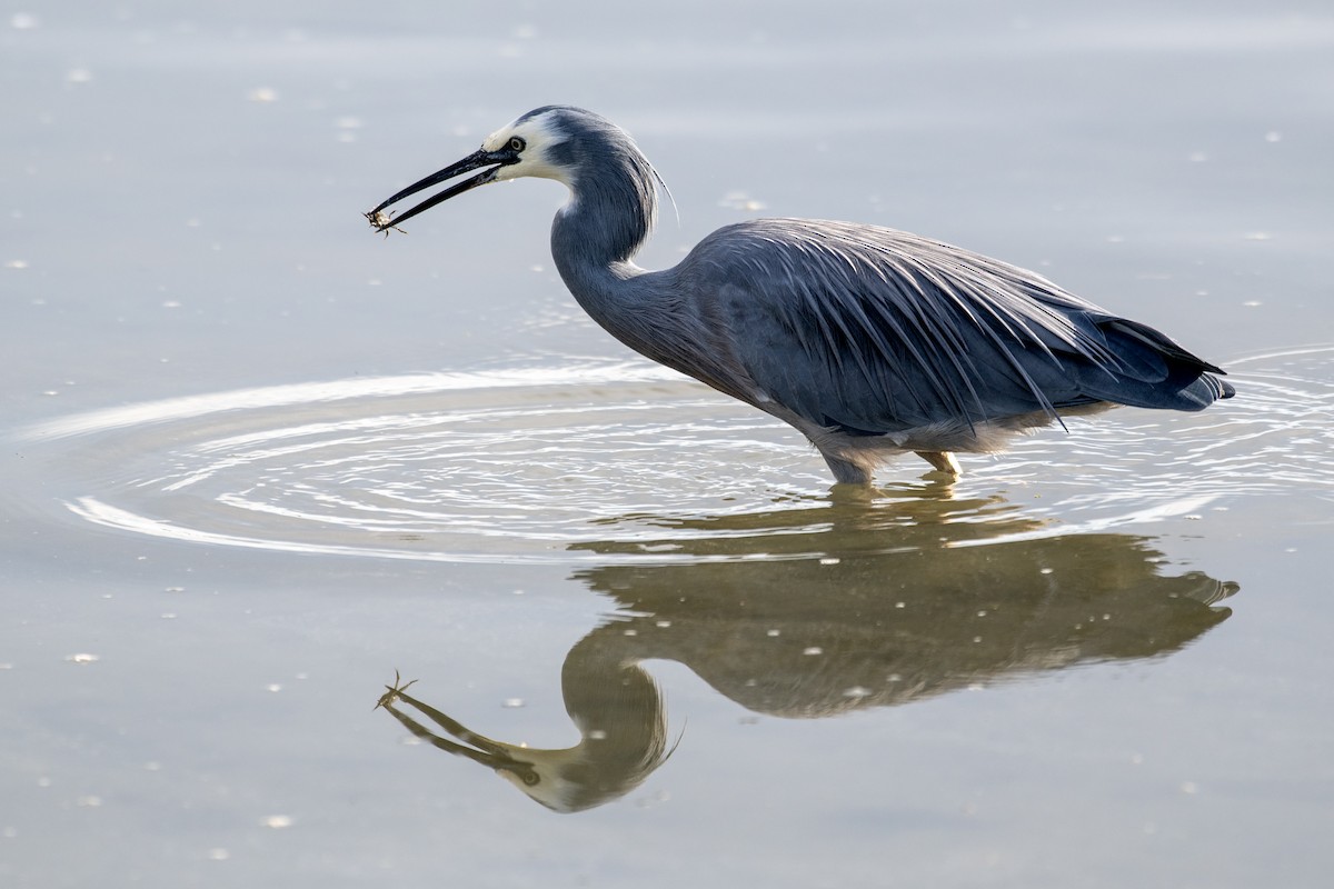 White-faced Heron - ML637811147