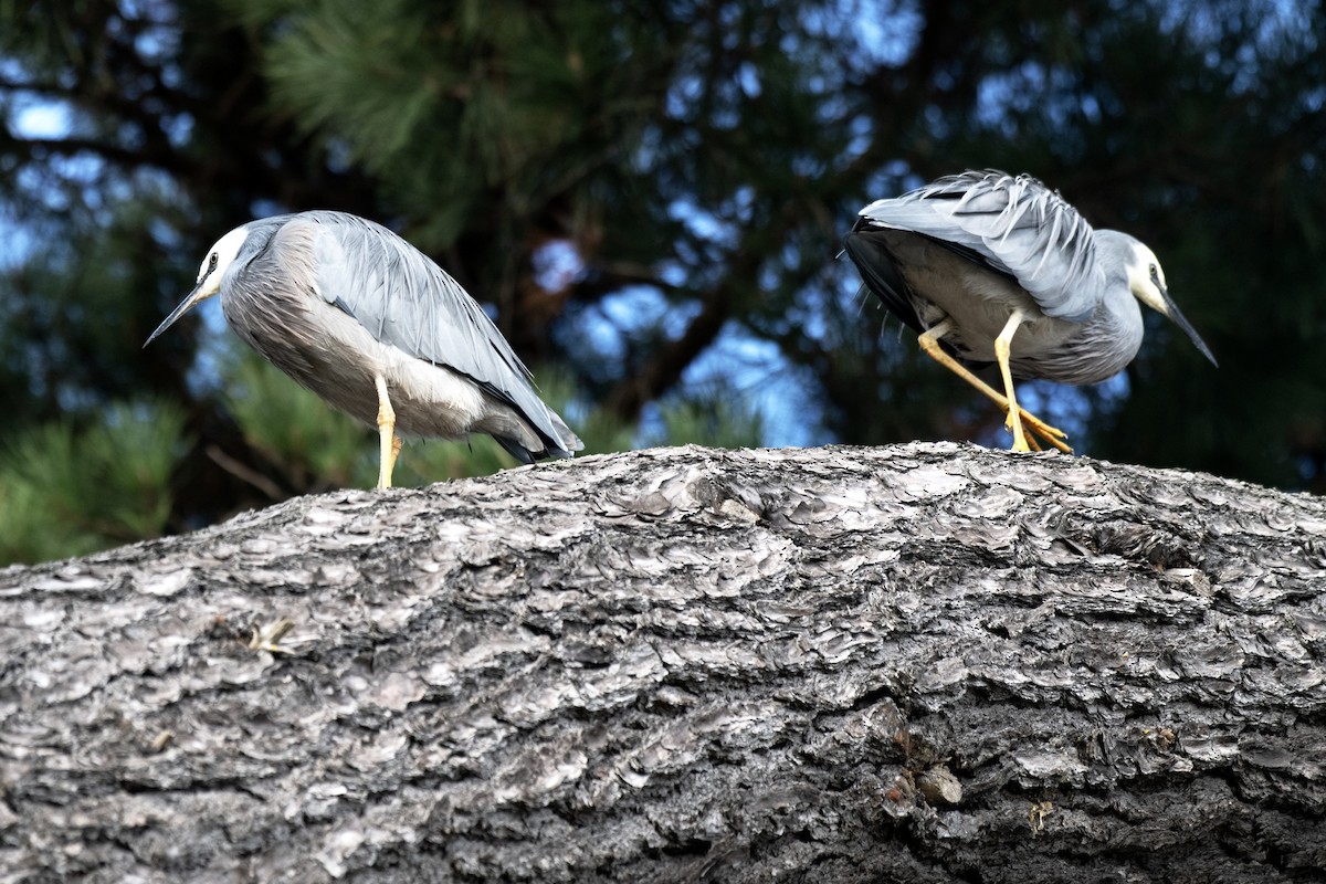 White-faced Heron - ML637811149