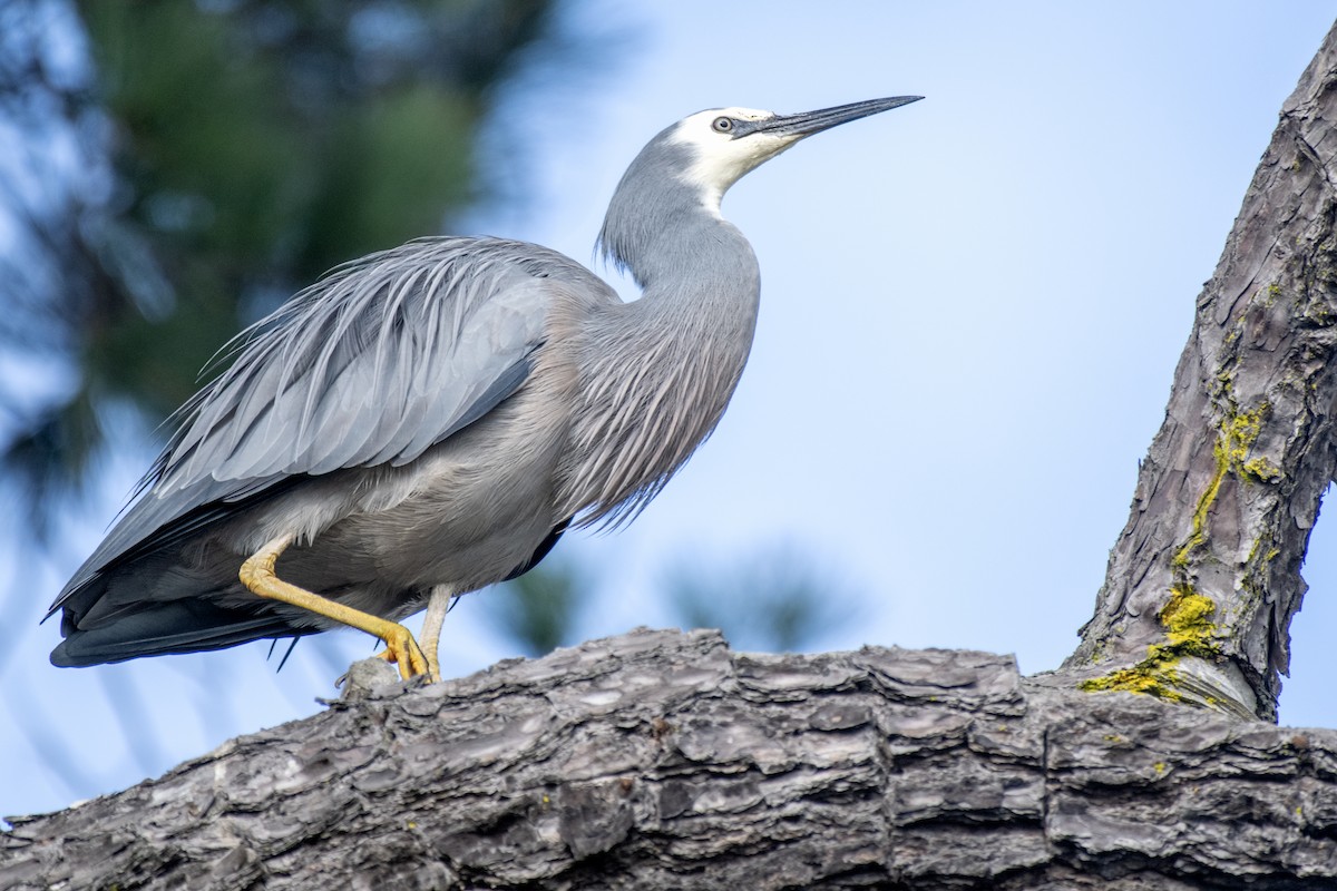White-faced Heron - ML637811150