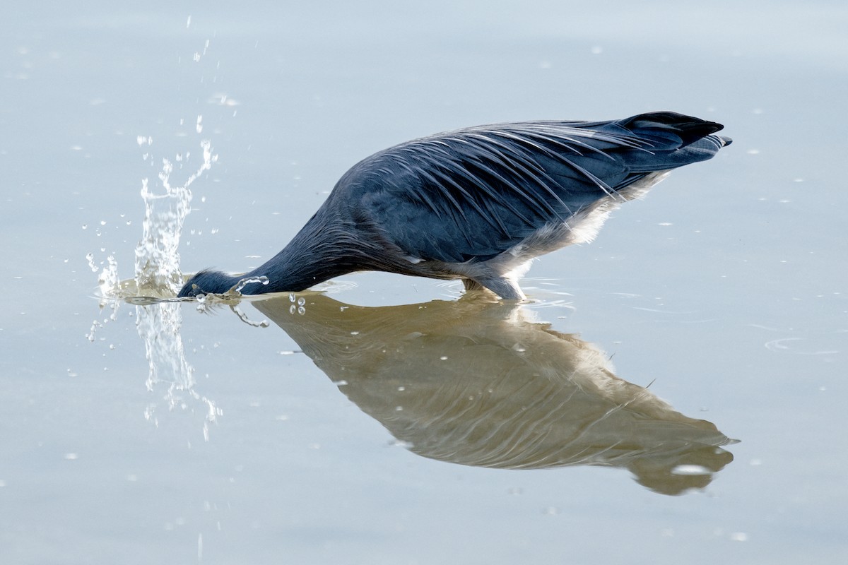 White-faced Heron - ML637811151