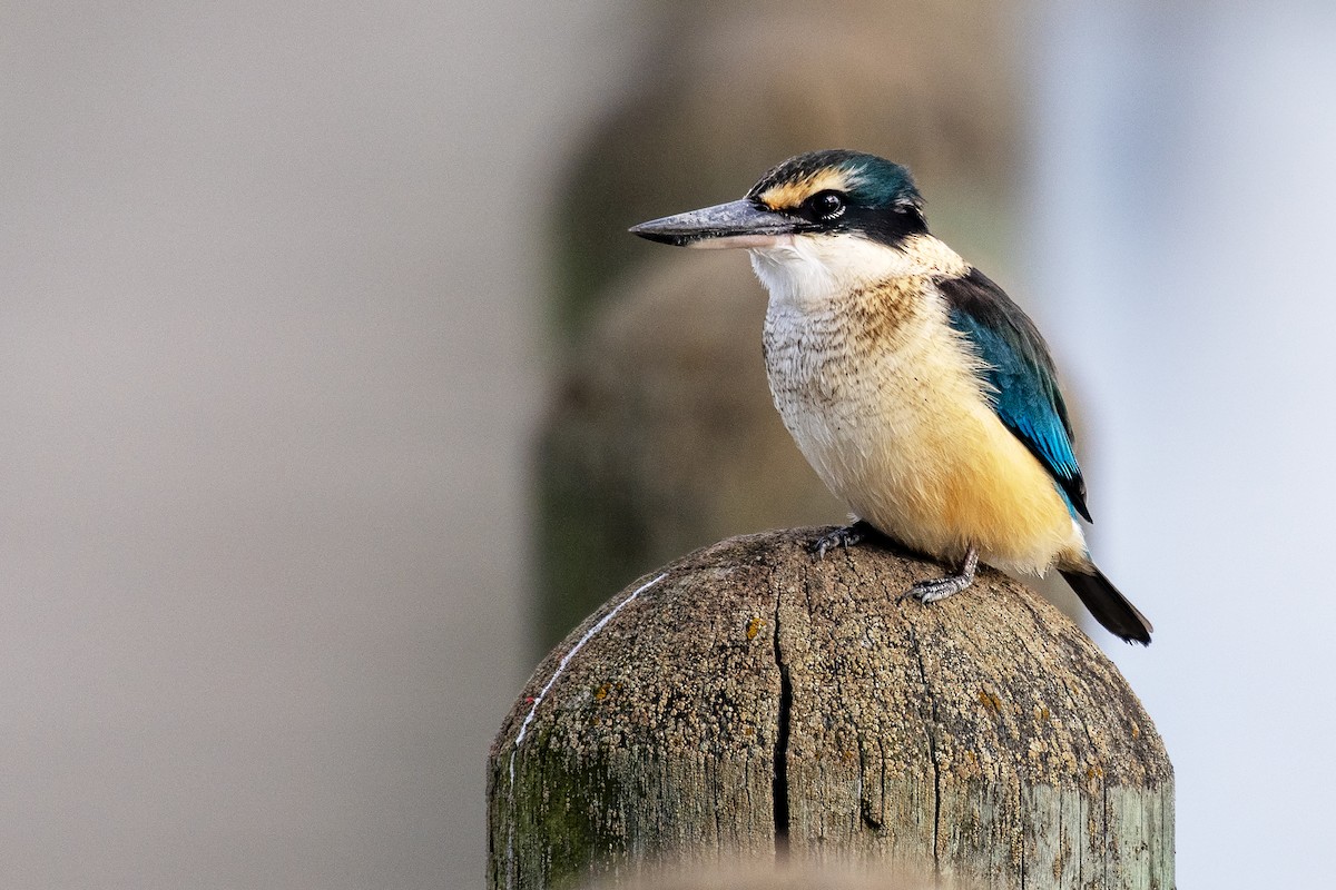 Sacred Kingfisher - ML637811156