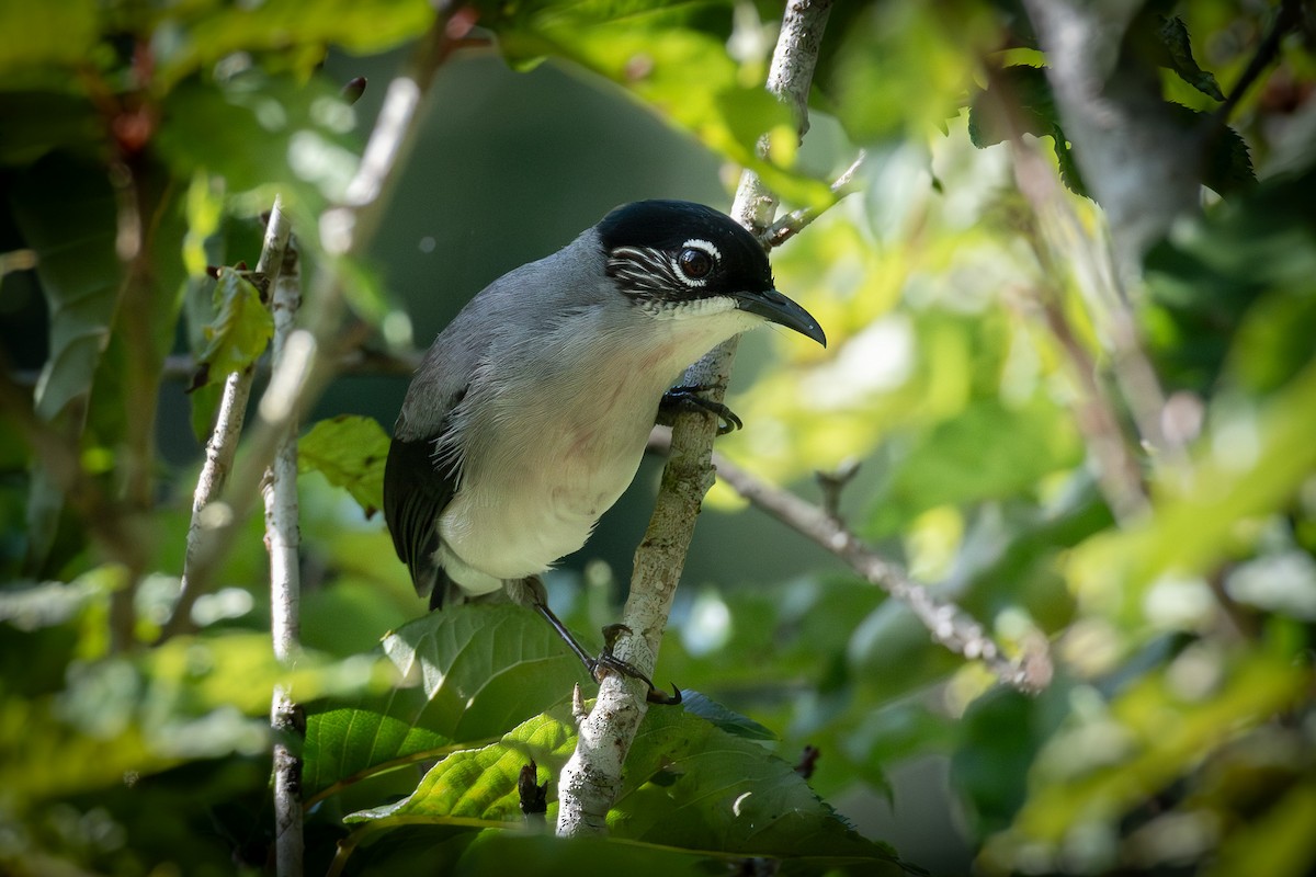Black-headed Sibia (Lang Bian) - ML637811219