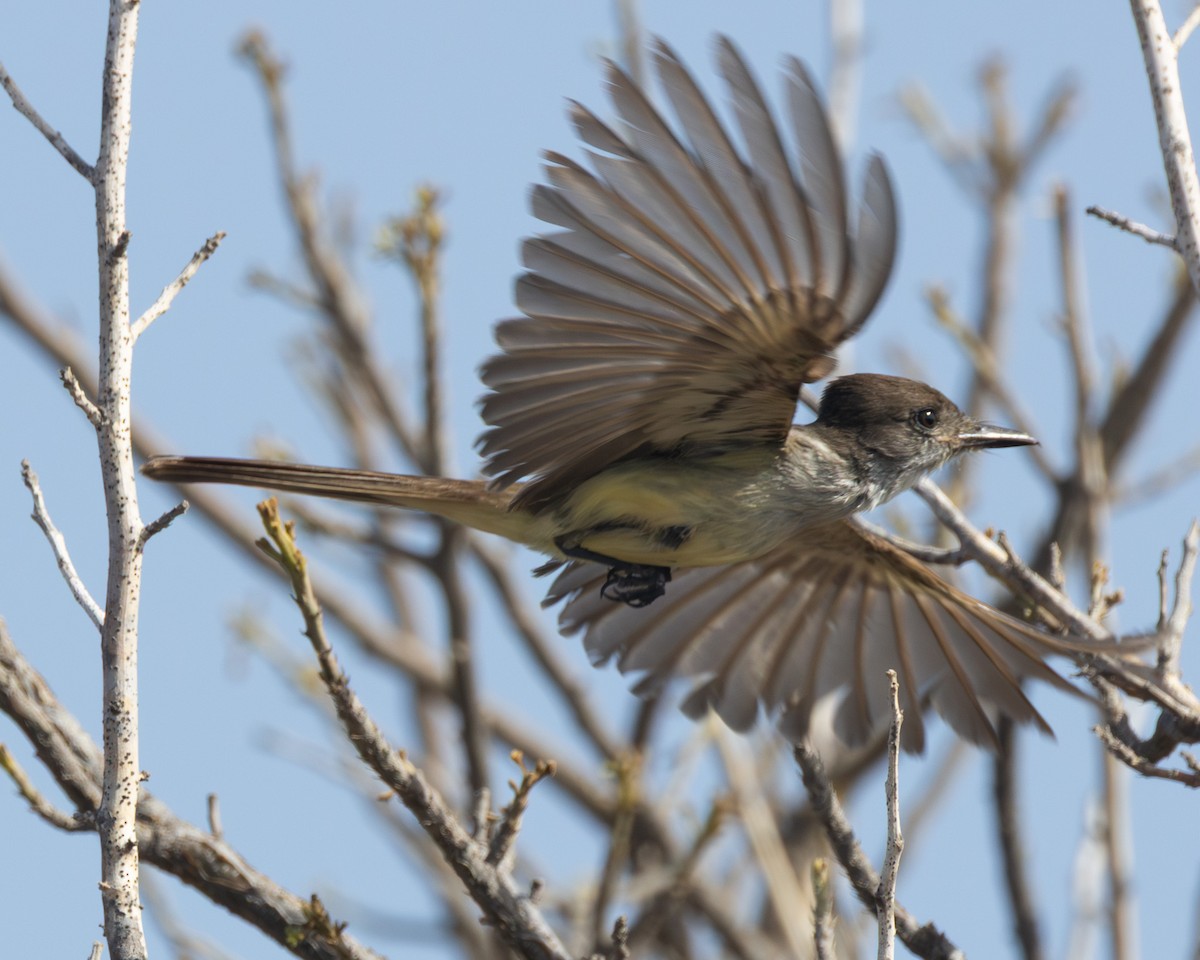 Stolid Flycatcher - ML637811244