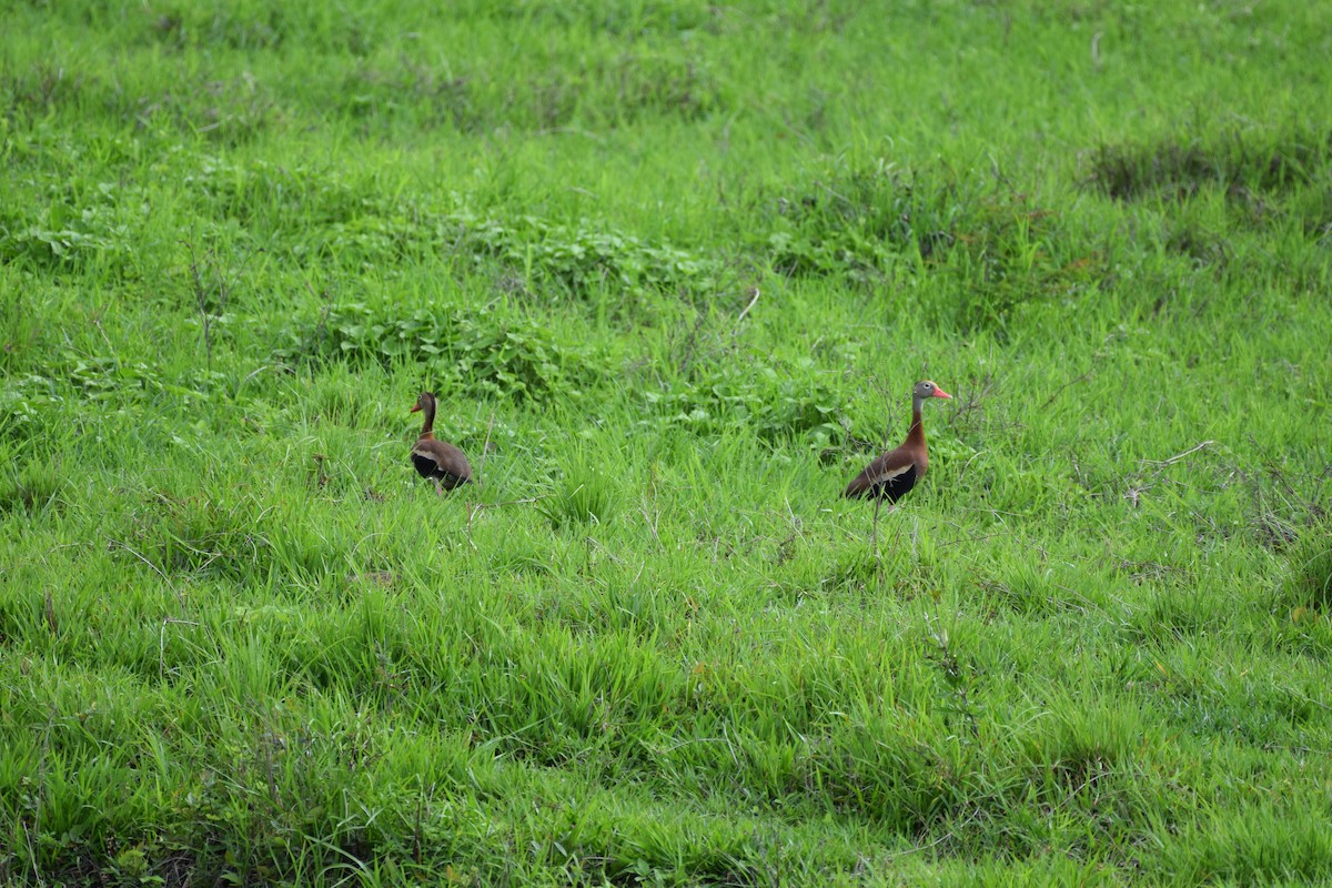Black-bellied Whistling-Duck - ML637811277