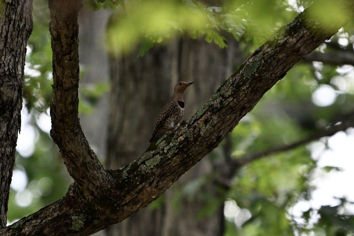 Northern Flicker - ML637811280