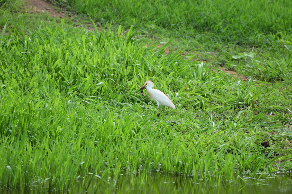 Western Cattle-Egret - ML637811284