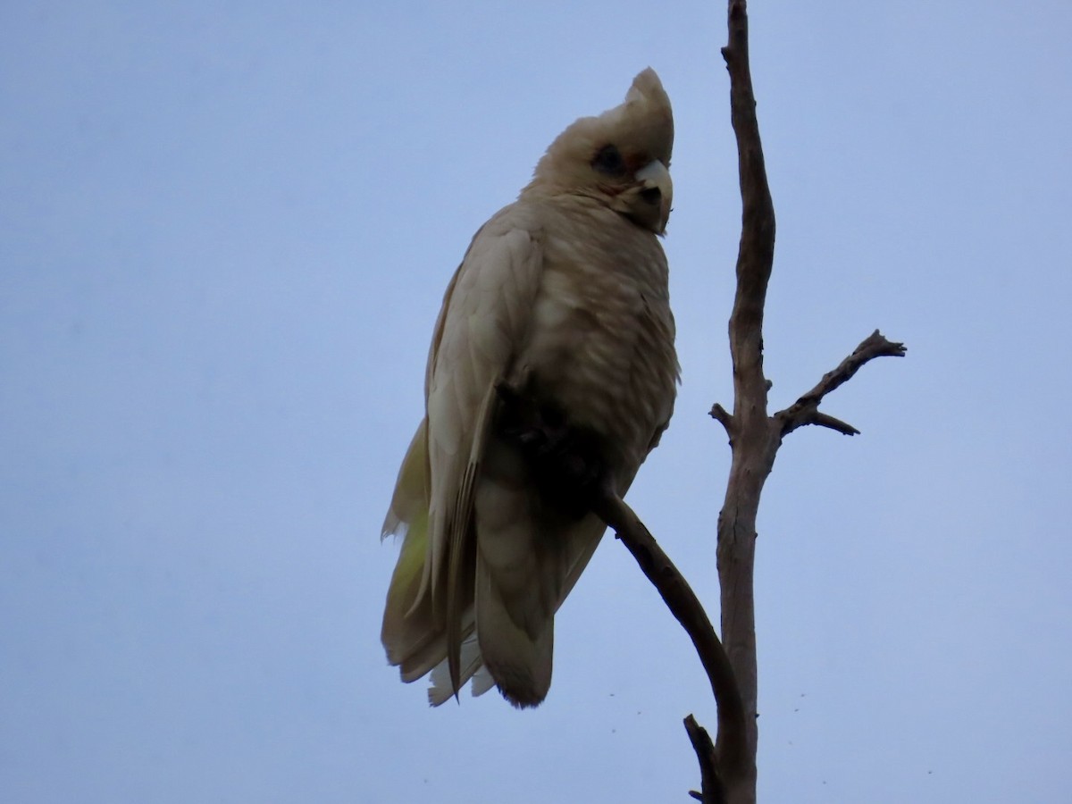 Western Corella - ML637811311