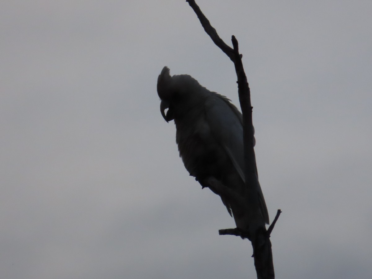 Western Corella - ML637811312
