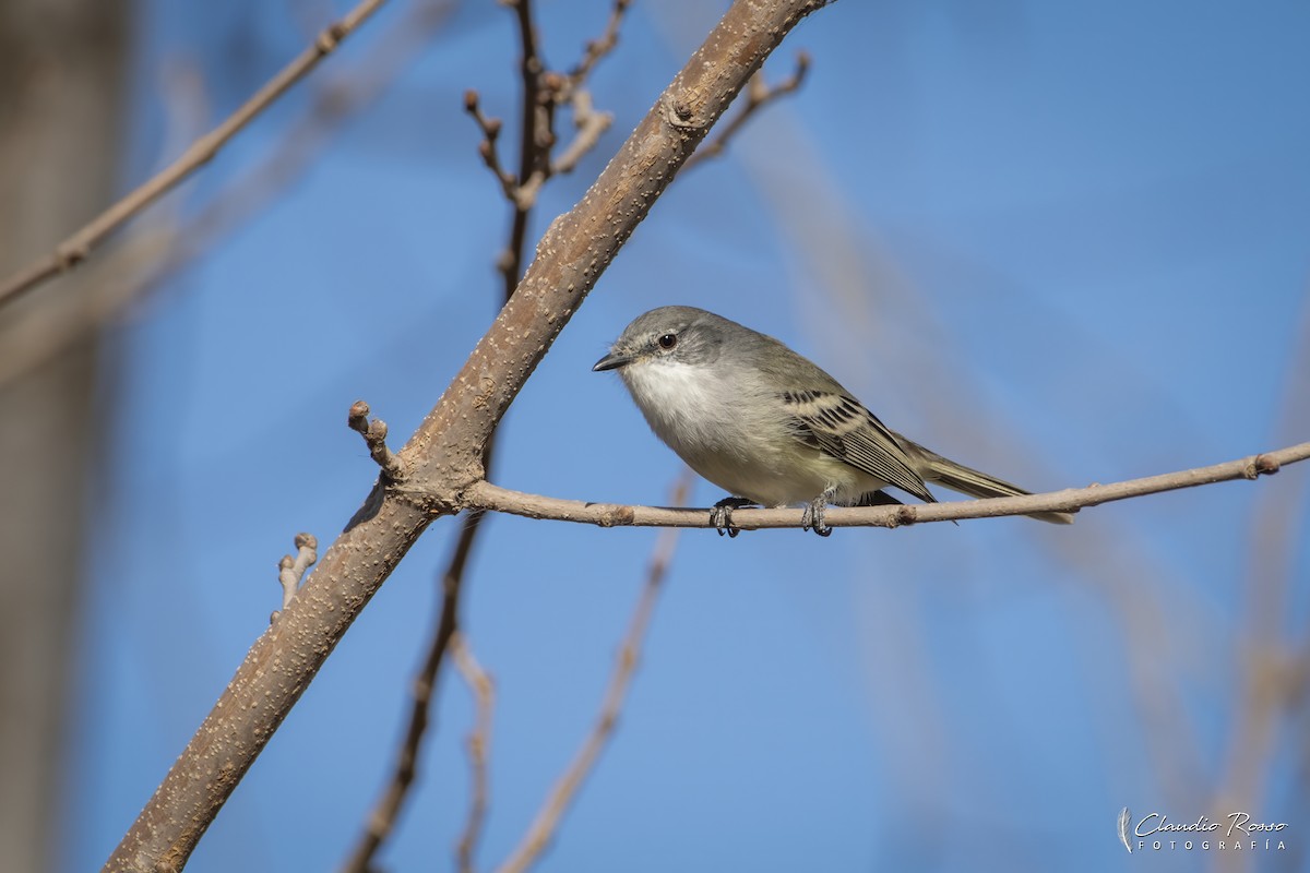 Suiriri Flycatcher - ML637811365