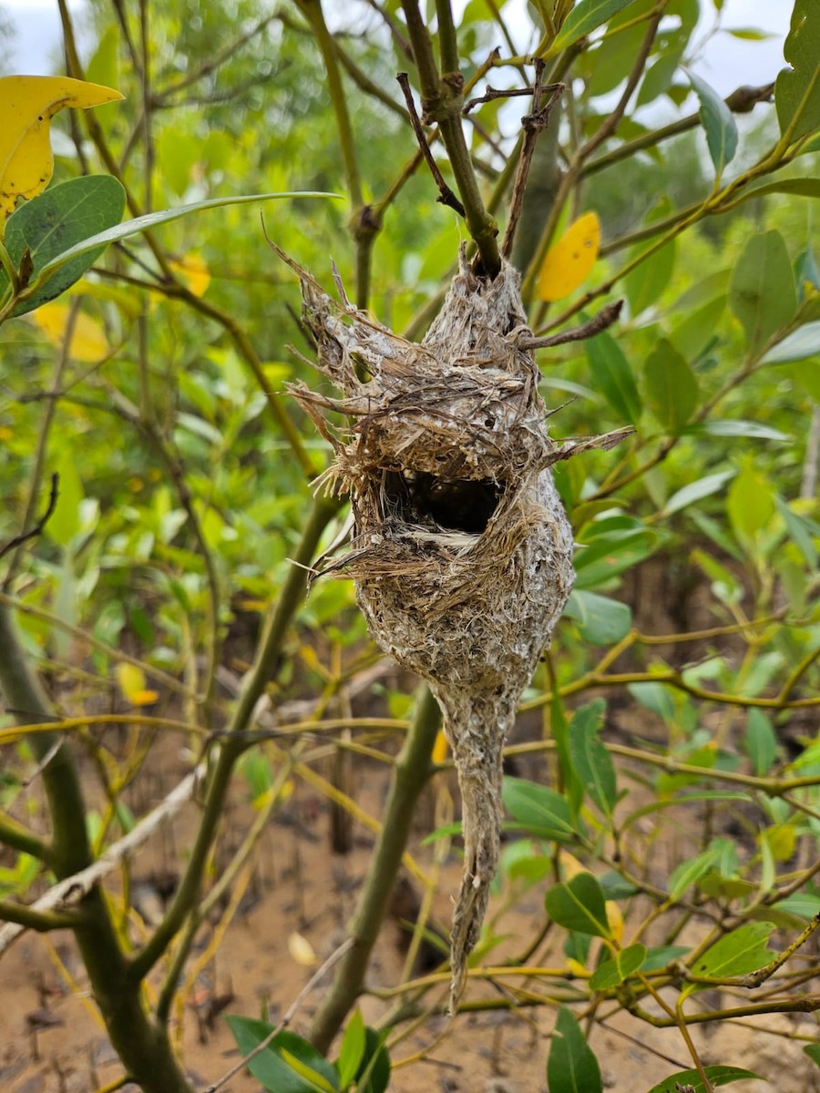 Mangrove Gerygone - ML637811456