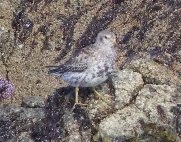 Rock Sandpiper - ML637811634