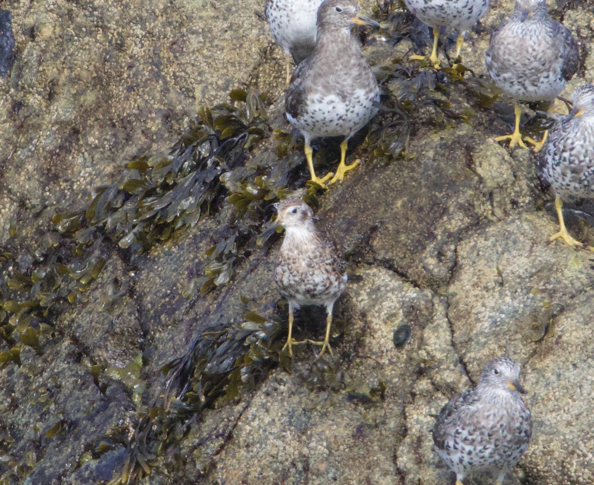 Rock Sandpiper - ML637811635
