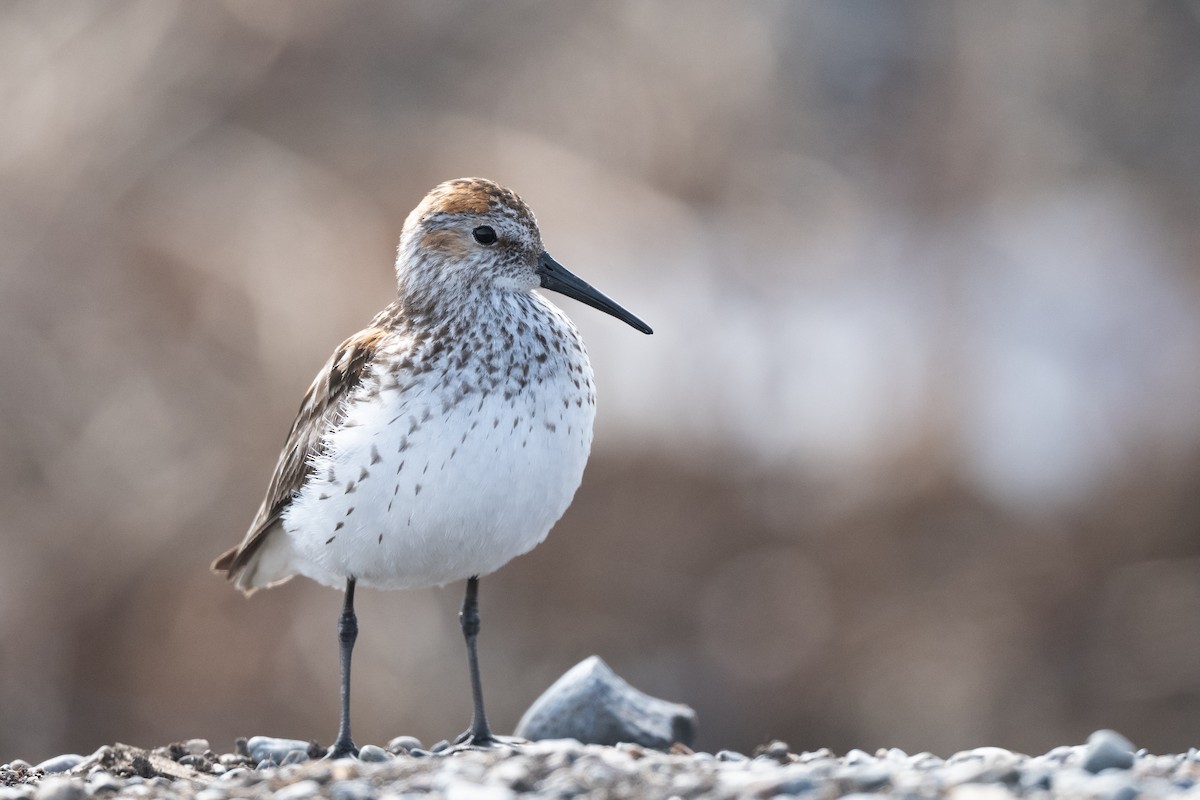 Bergstrandläufer - ML637811658
