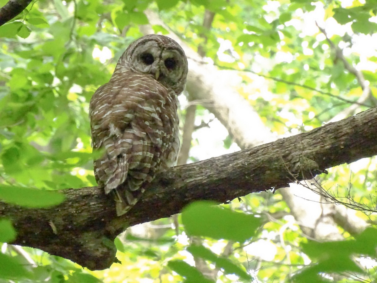 puštík proužkovaný - ML637811707