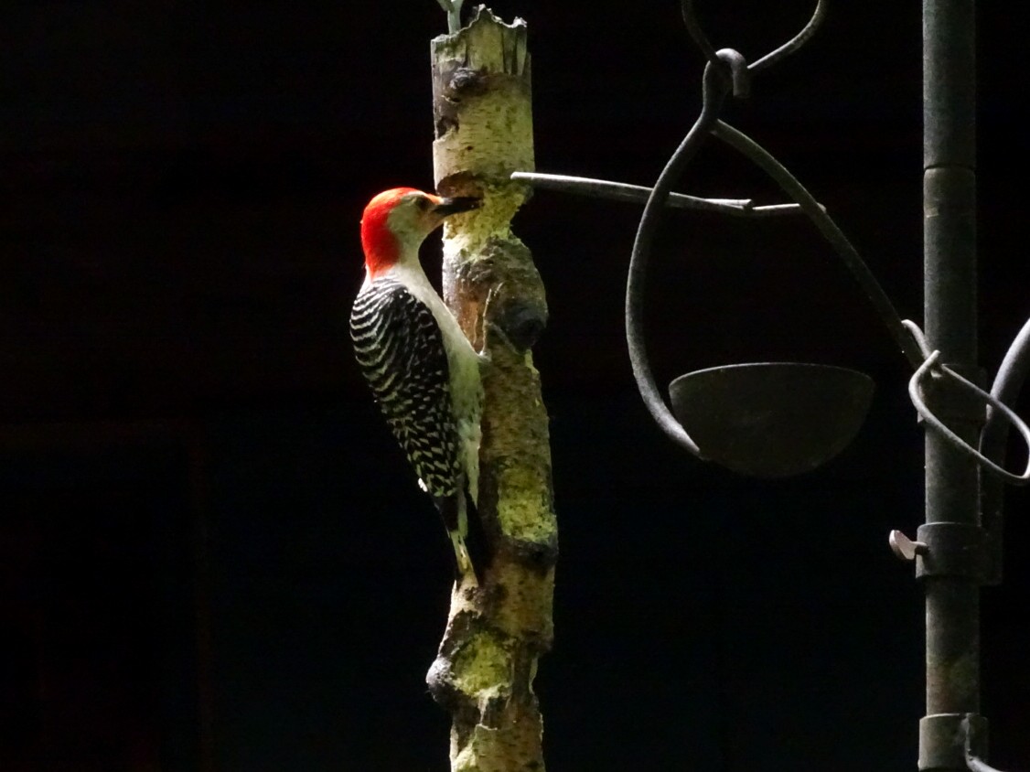 datel karolínský - ML637811723