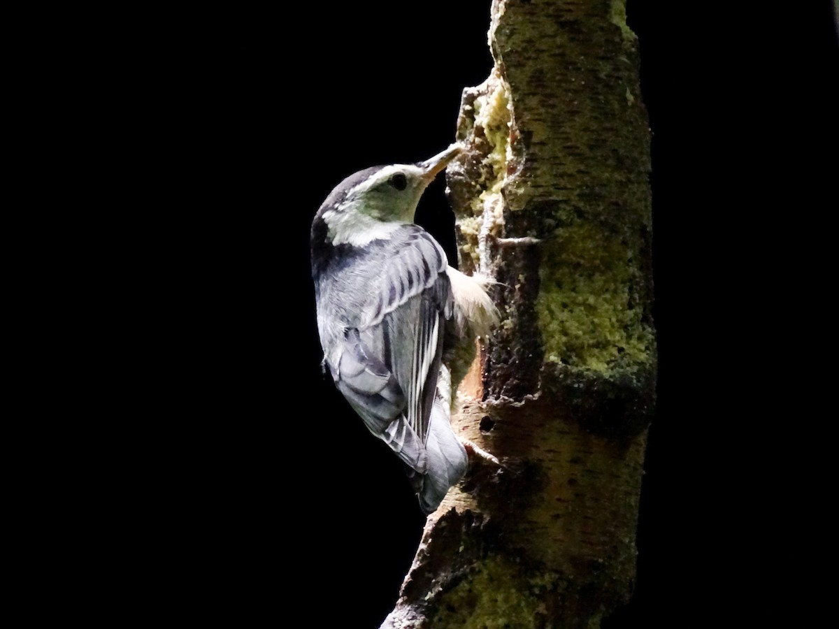 brhlík běloprsý - ML637811728