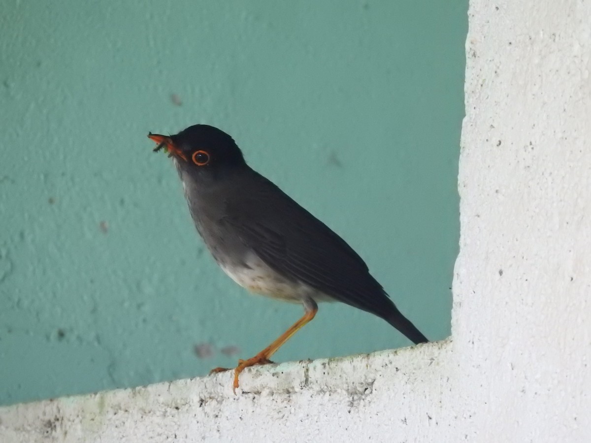 Black-headed Nightingale-Thrush - ML637811748