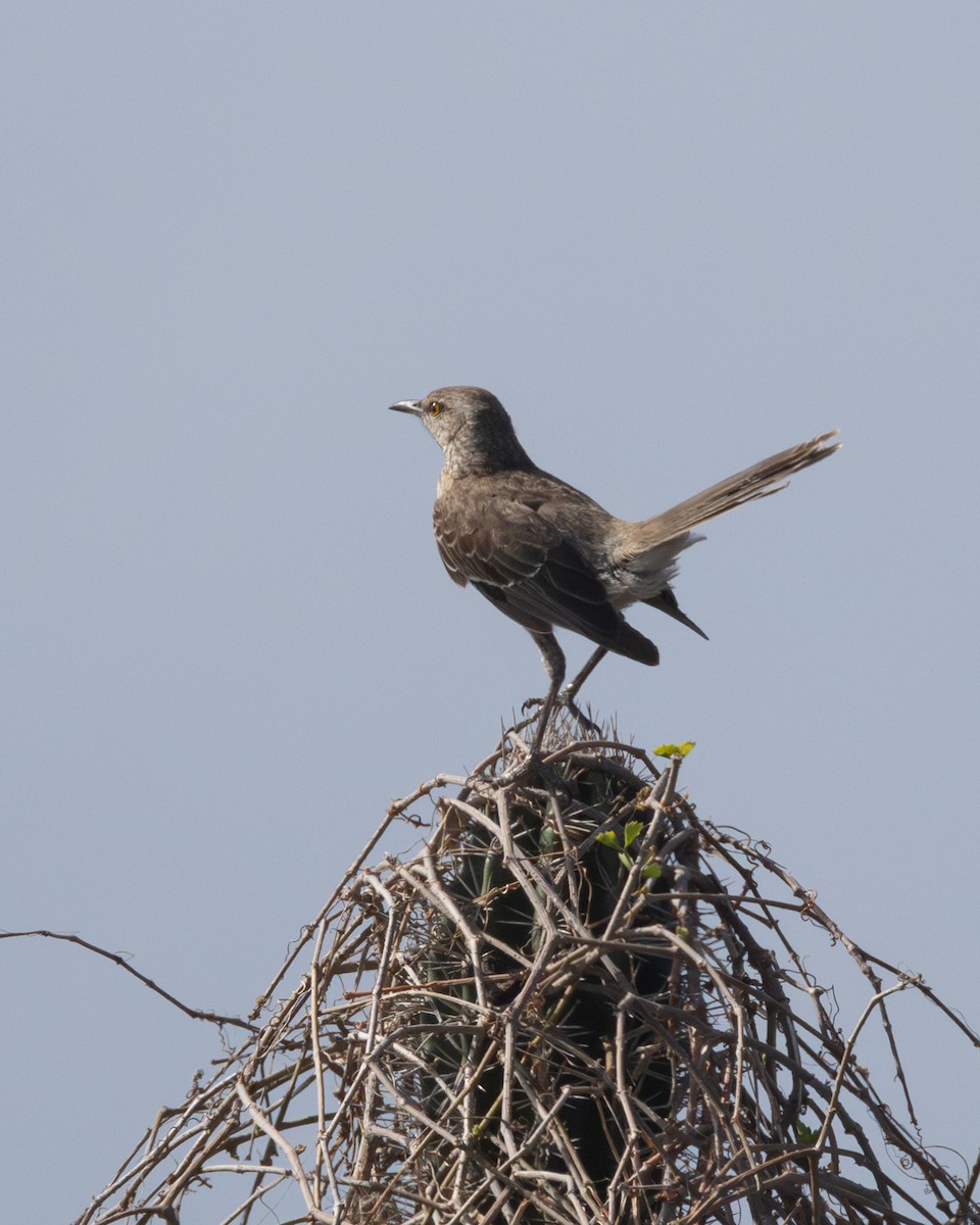 Bahama Mockingbird - ML637811846
