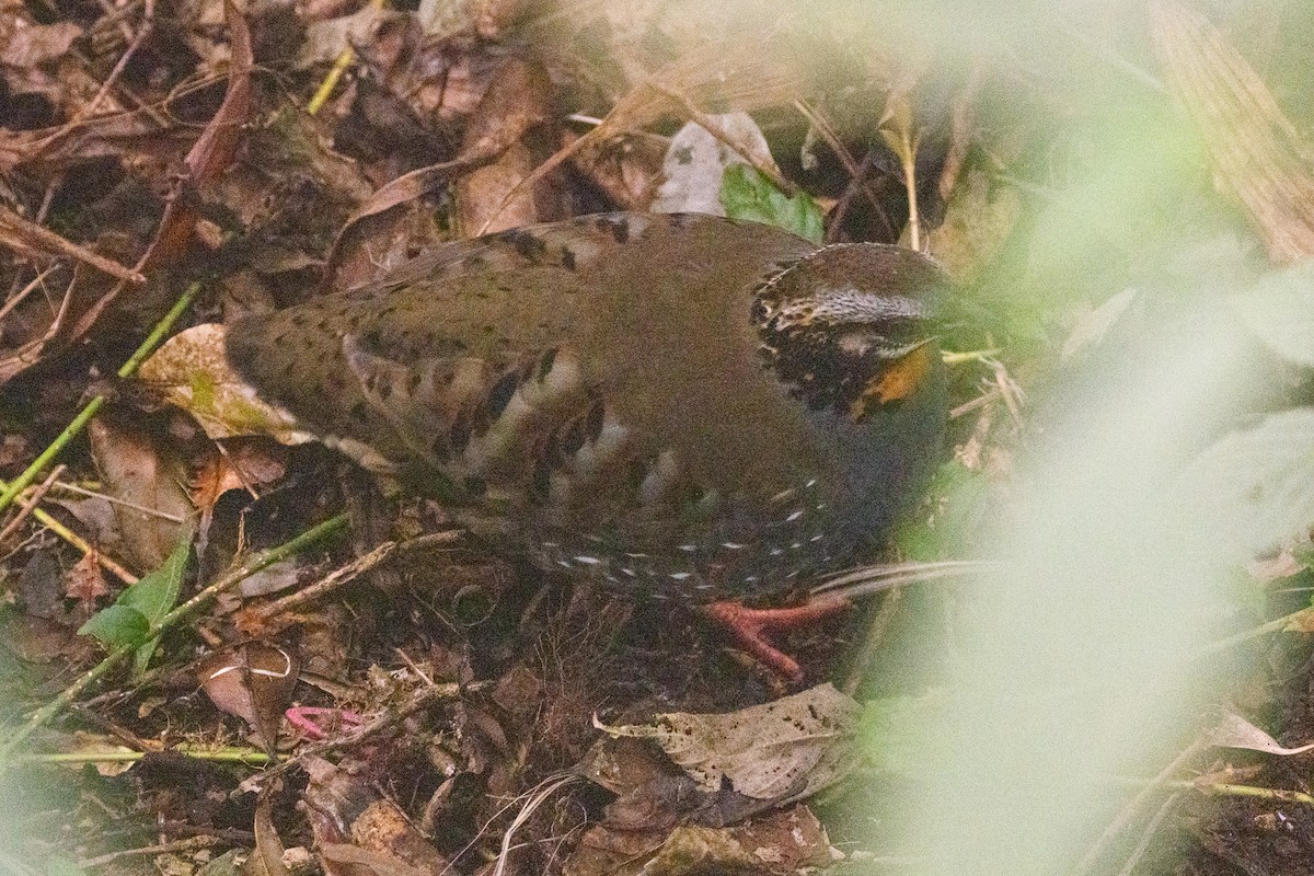 Rufous-throated Partridge - ML637811877