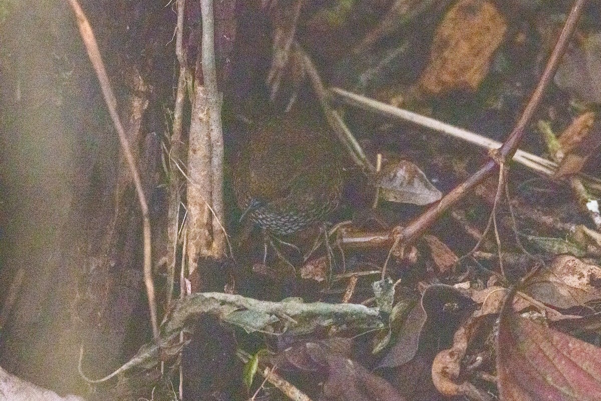 Pygmy Cupwing - ML637811881