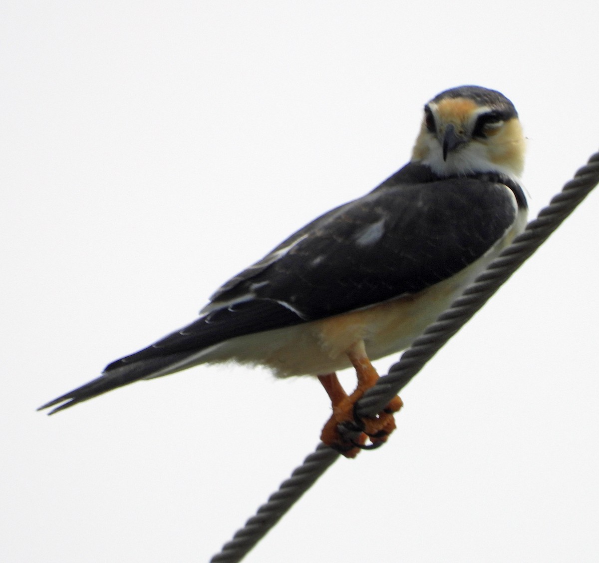 Pearl Kite - ML637811910