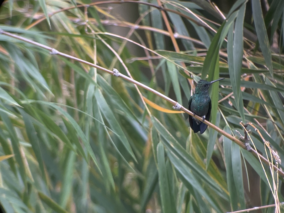 Steely-vented Hummingbird - ML637811994