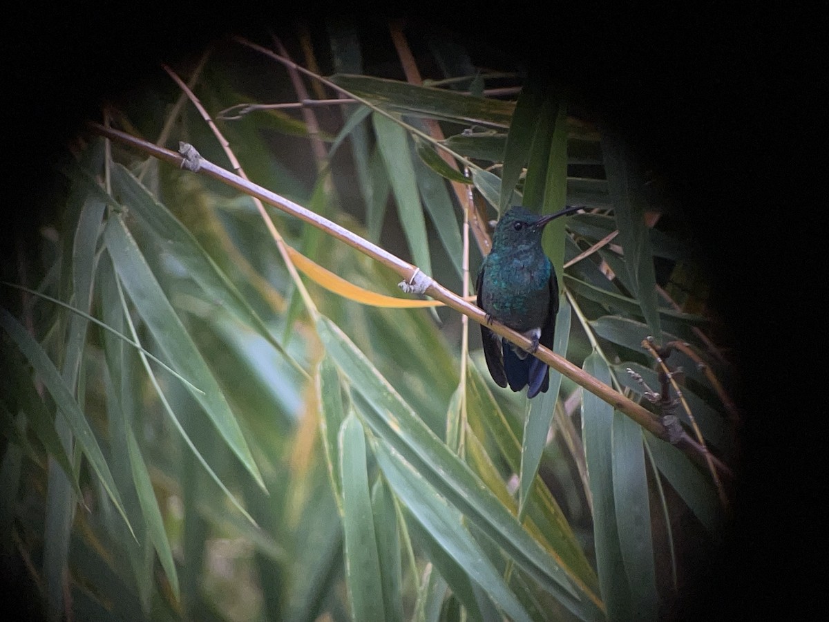 Steely-vented Hummingbird - ML637811995