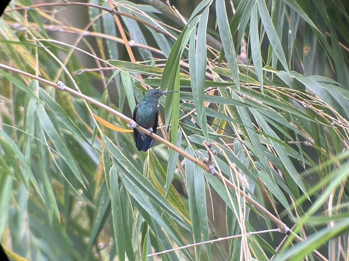 Steely-vented Hummingbird - ML637811996