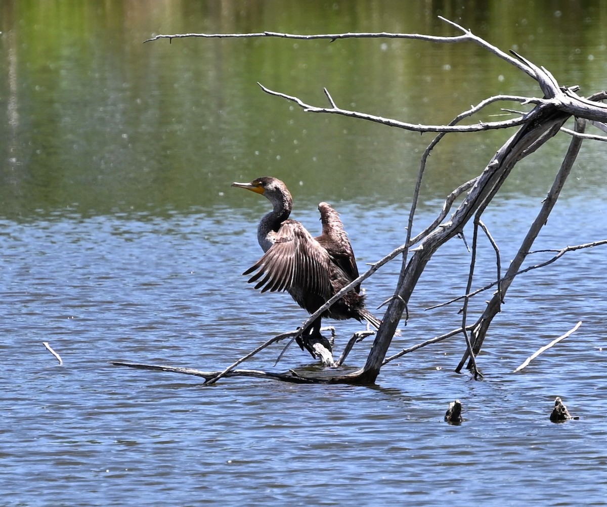 Double-crested Cormorant - ML637812011