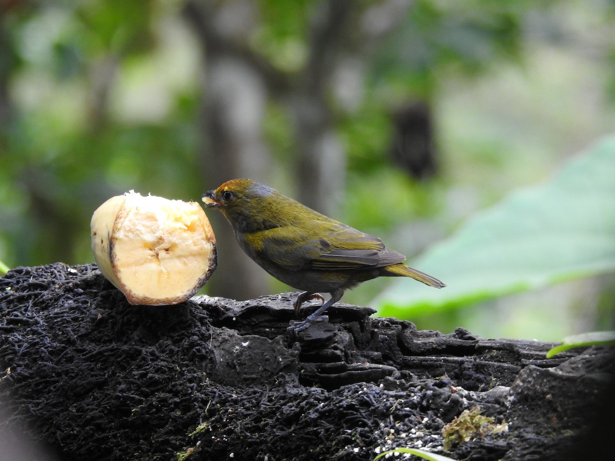 Tawny-capped Euphonia - ML637812029