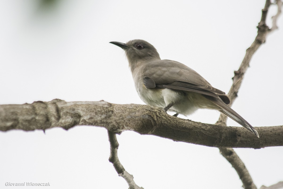Ash-colored Cuckoo - ML637812055