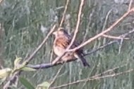 Dickcissel - ML637812063