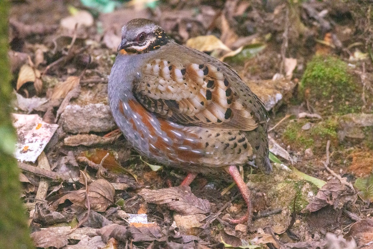 Rufous-throated Partridge - ML637812078