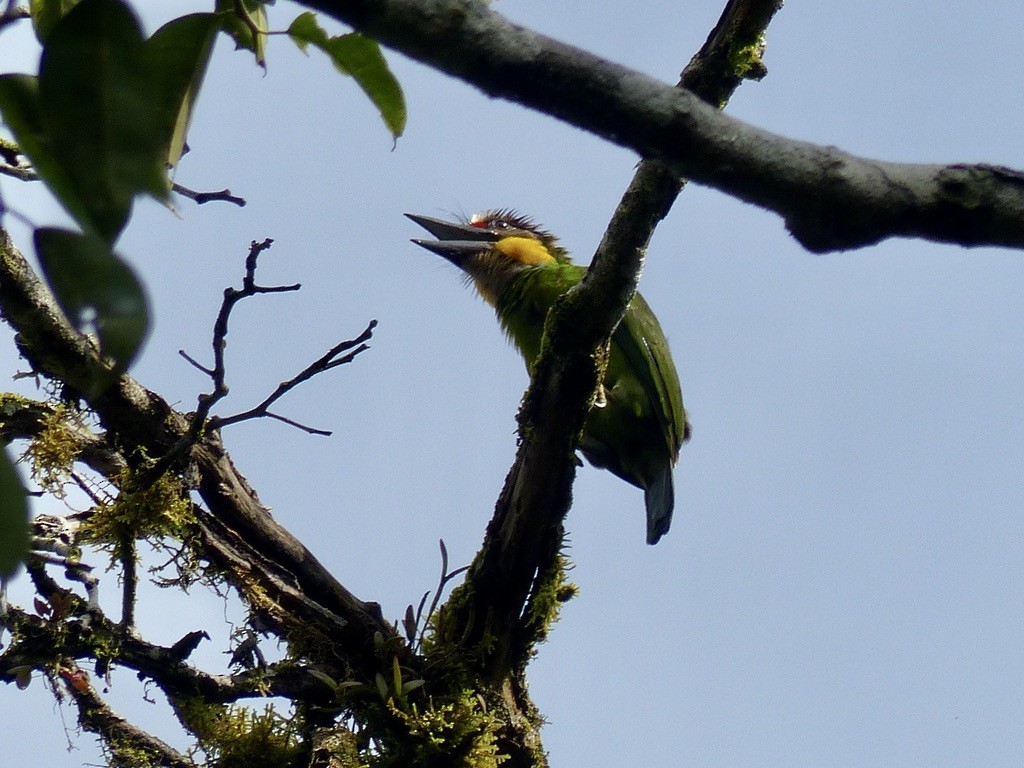 Gold-whiskered Barbet (Gold-whiskered) - ML637812114