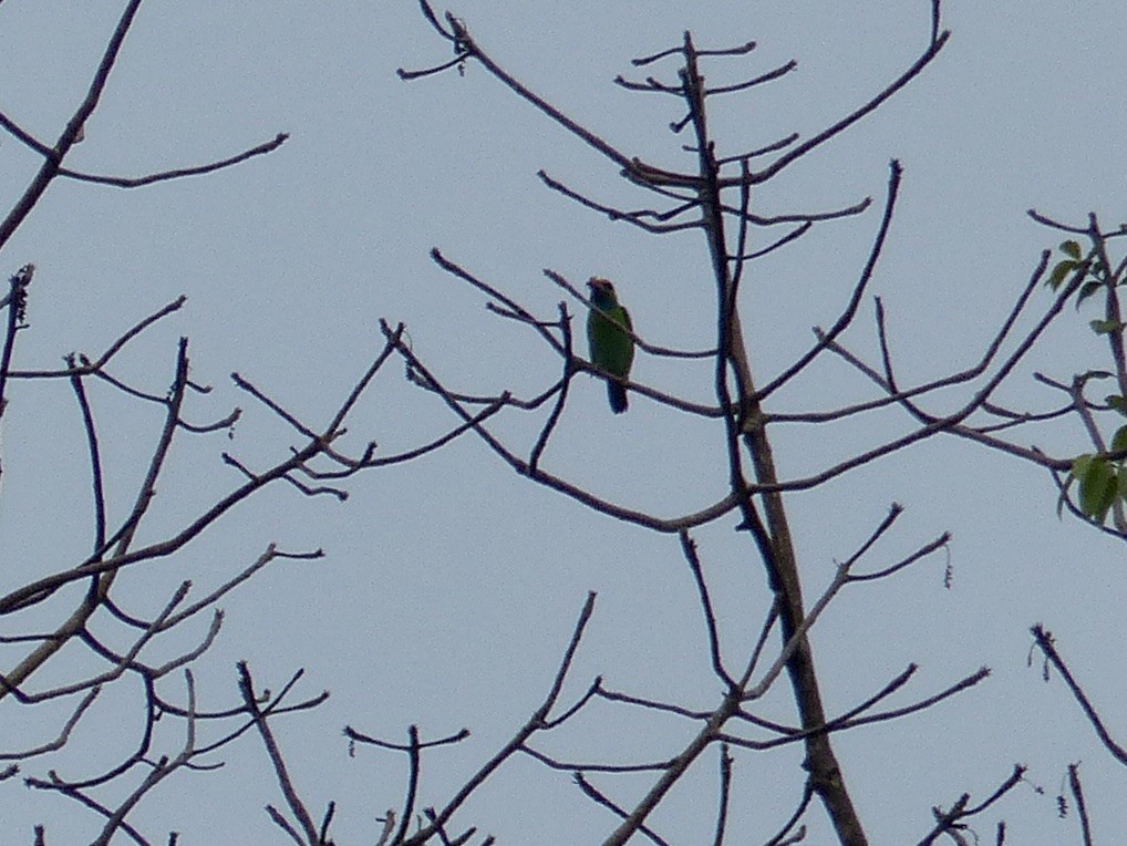 Black-eared Barbet - ML637812150