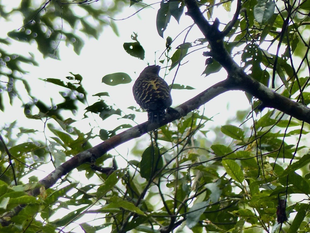 Buff-rumped Woodpecker - ML637812178