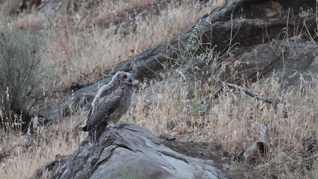 Great Horned Owl - ML637812221