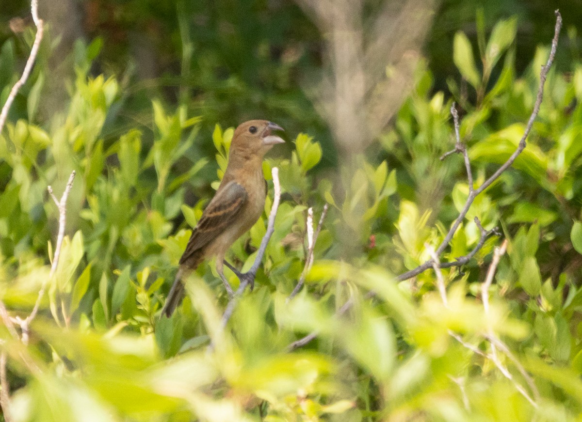 Blue Grosbeak - ML637812234