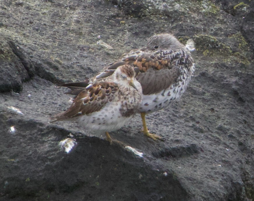 Rock Sandpiper - ML637812331