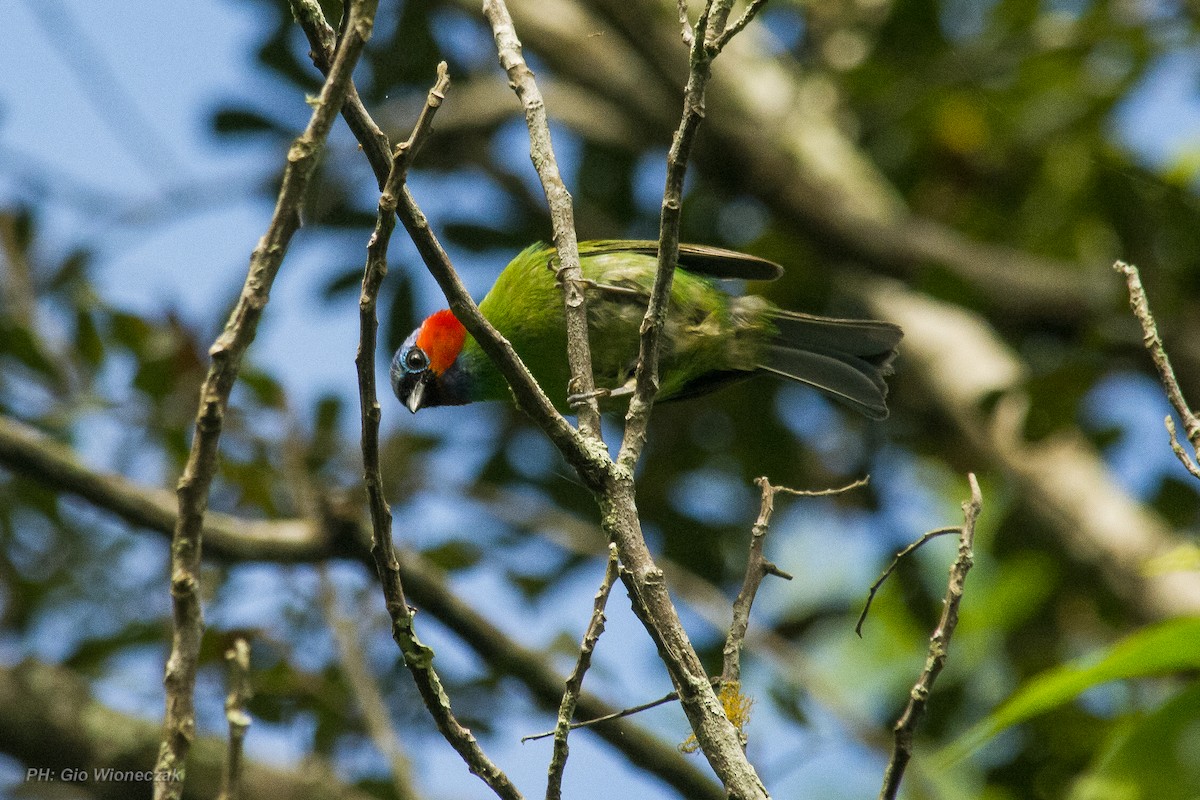 Red-necked Tanager - ML637812347
