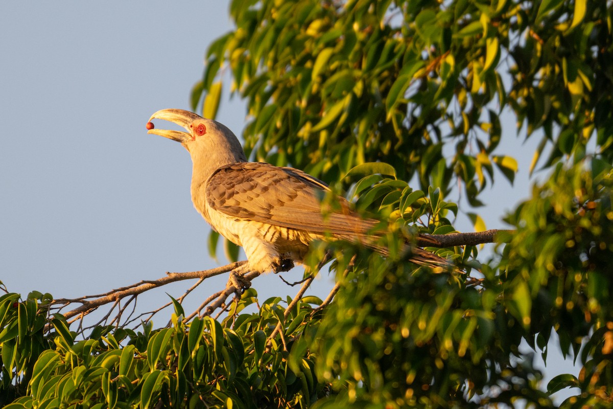 Channel-billed Cuckoo - ML637812428