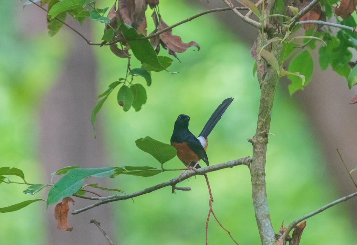 White-rumped Shama - ML637812431