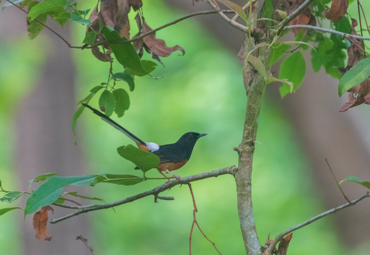White-rumped Shama - ML637812432