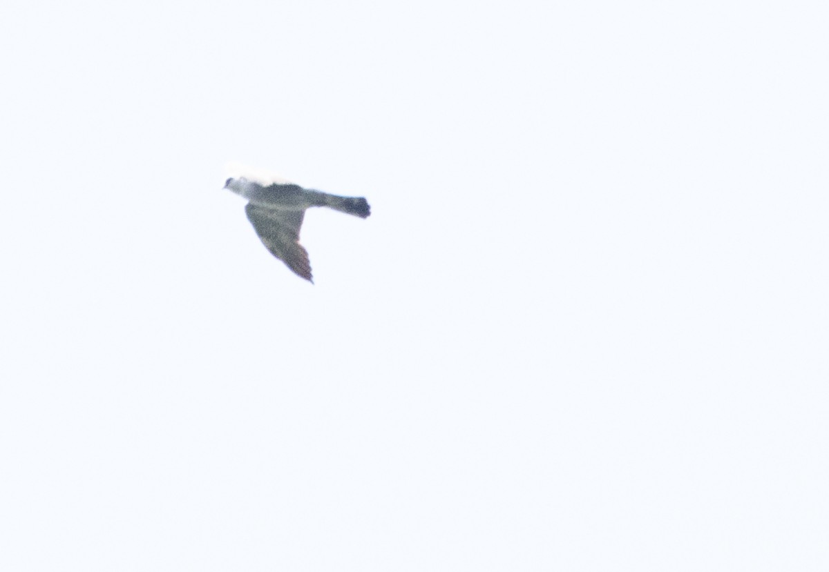 Mississippi Kite - ML637812547