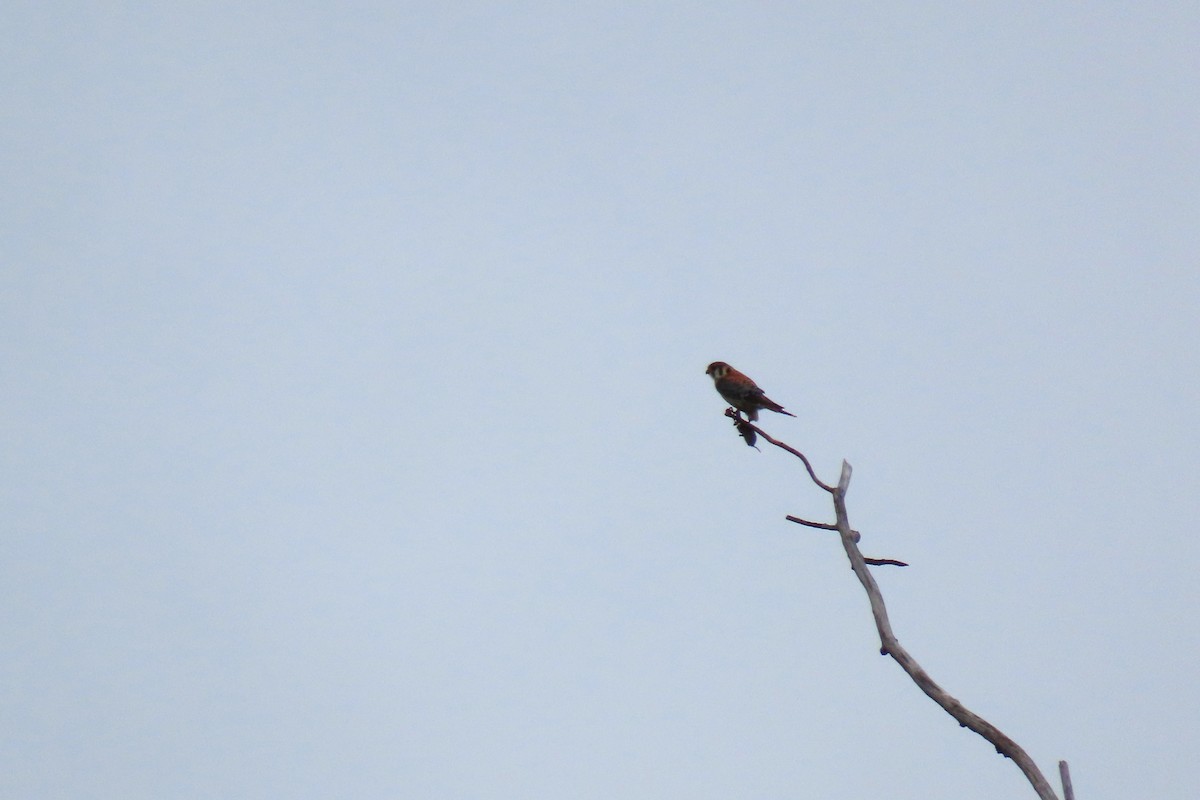 American Kestrel - ML637812559