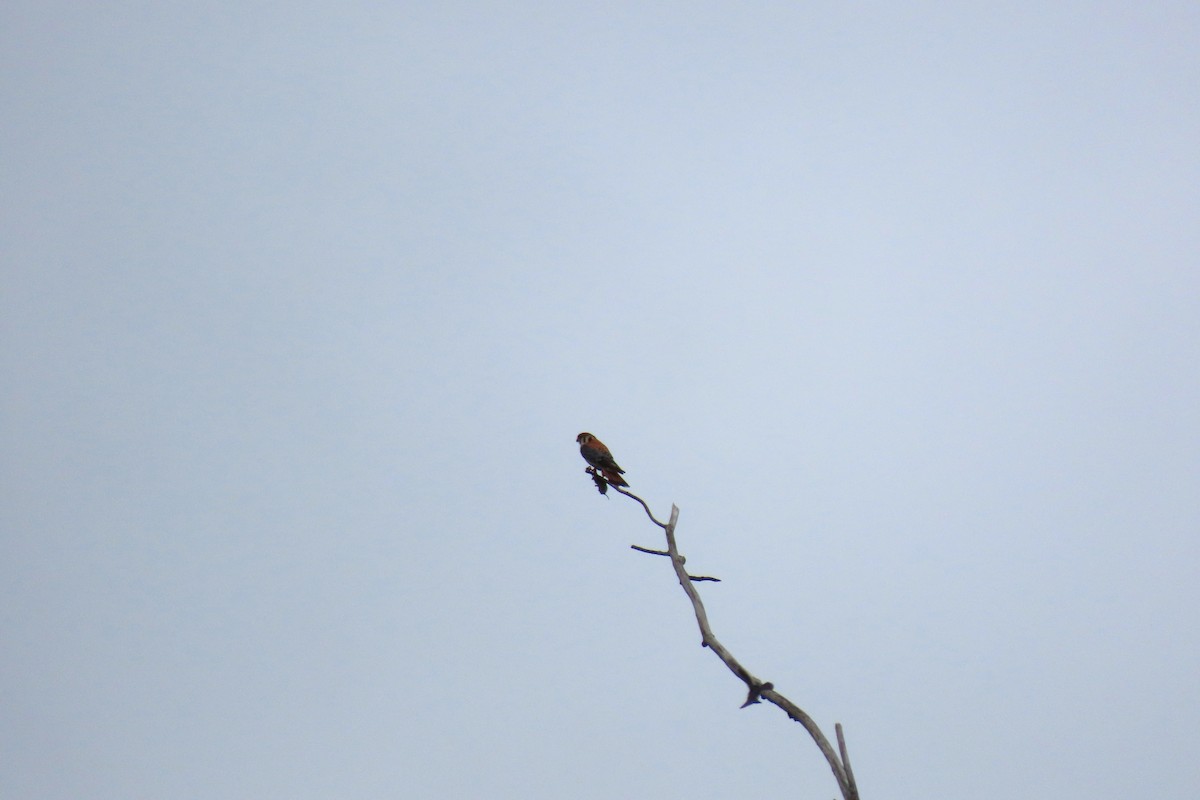 American Kestrel - ML637812560
